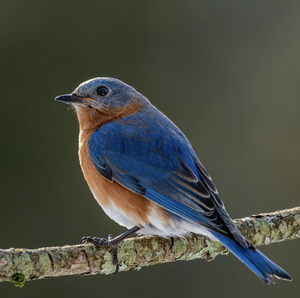 Bluebirders
